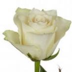 Роза Атена (70см)