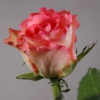 Роза Дуэт (60см)