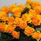 Роза Сфинкс (60см)