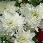 Букет 16