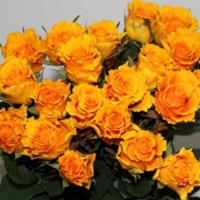 Роза Сфинкс (60см)